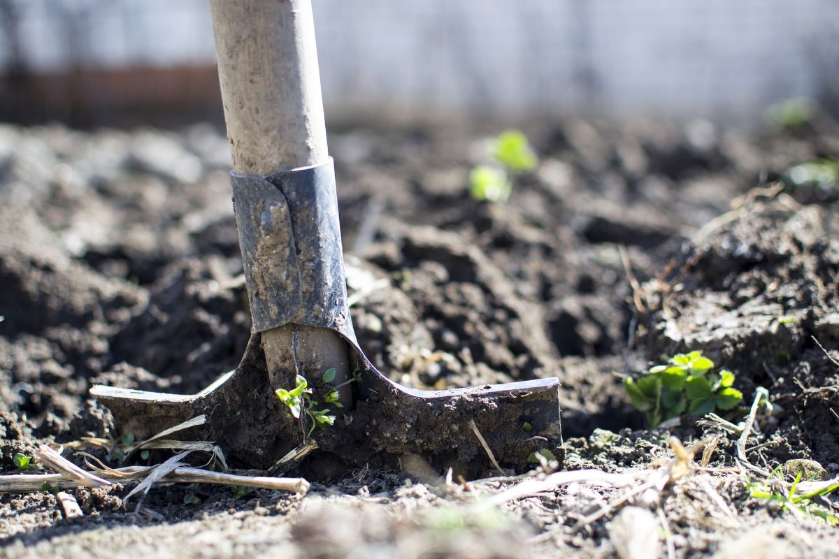 kitchen garden _ organic food _ Burleigh Court Cotswolds Hotel _ Restaurant