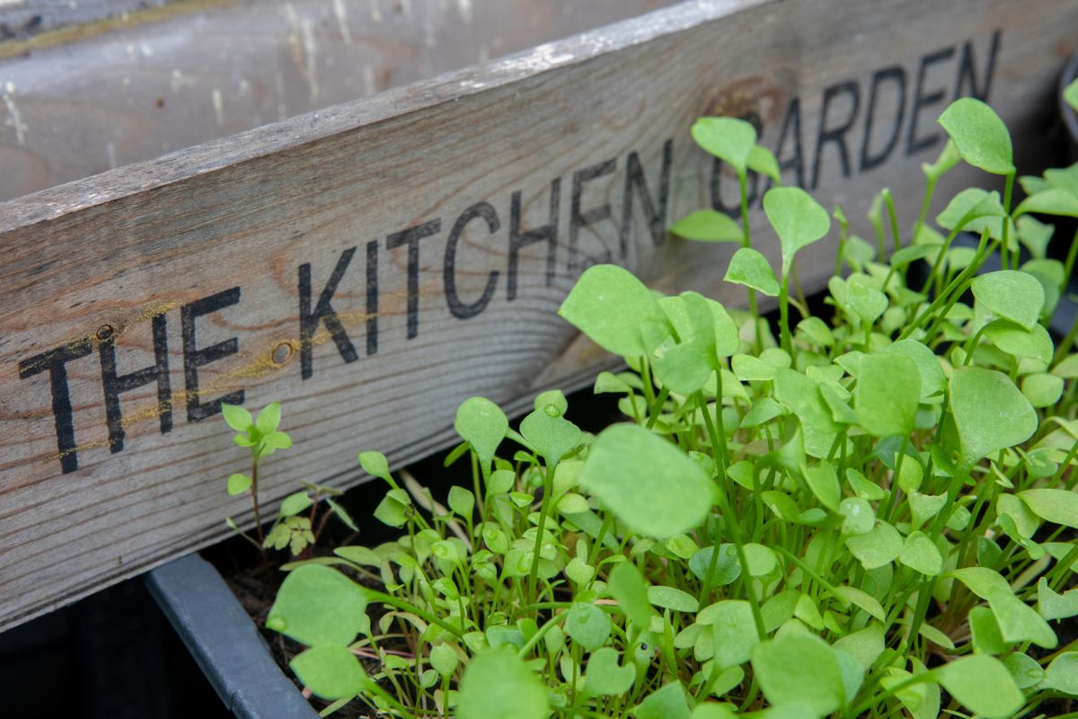 kitchen garden _ sustainable hospitality _ Burleigh Court Cotswolds Hotel _ Restaurant