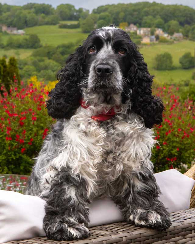Dog friendly hotel rooms in the Cotswolds at Burleigh Court Hotel