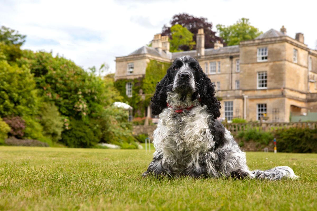 dog friendly _ manor house _ Burleigh Court Cotswolds Hotel & Restaurant
