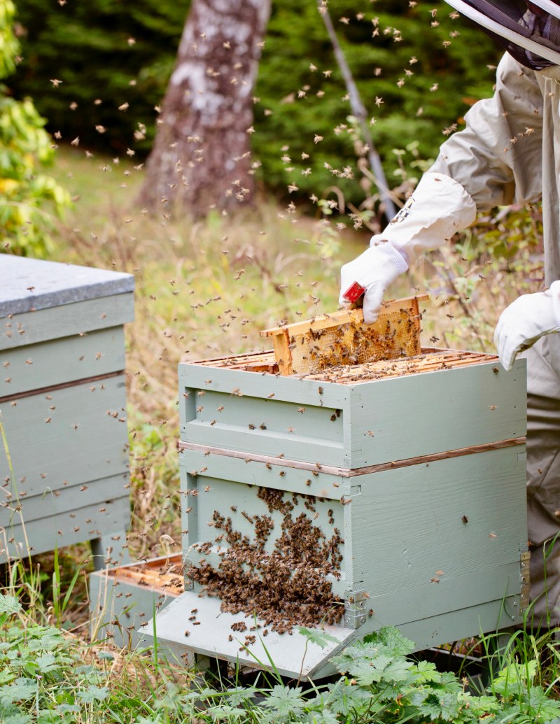 bees at burleigh court cotswolds