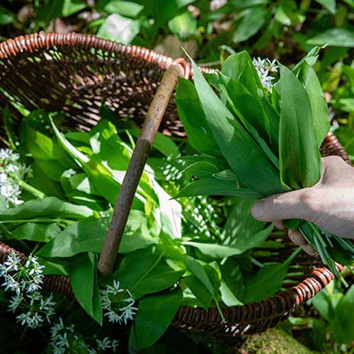 Wild Food Foraging