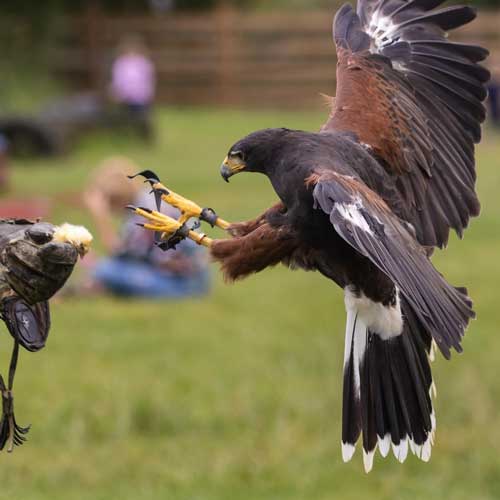 Walk with Hawks